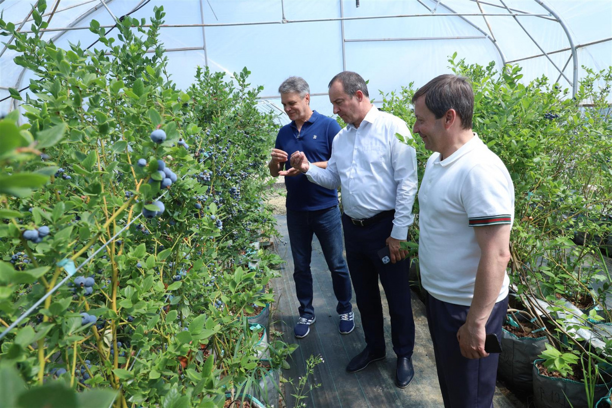 Юрий Бурлачко посетил передовое хозяйство по выращиванию голубики в ГорячемКлюче - МК на Кубани