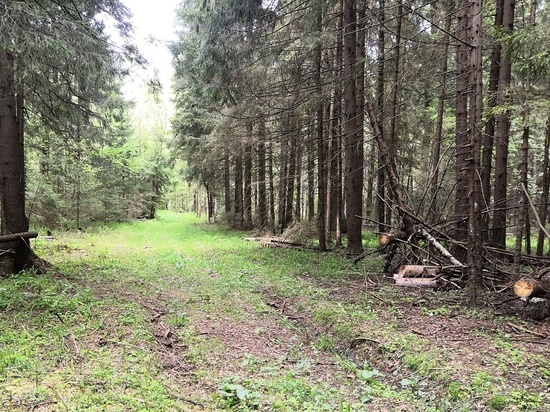 Доступ в леса ограничат в Серпухове
