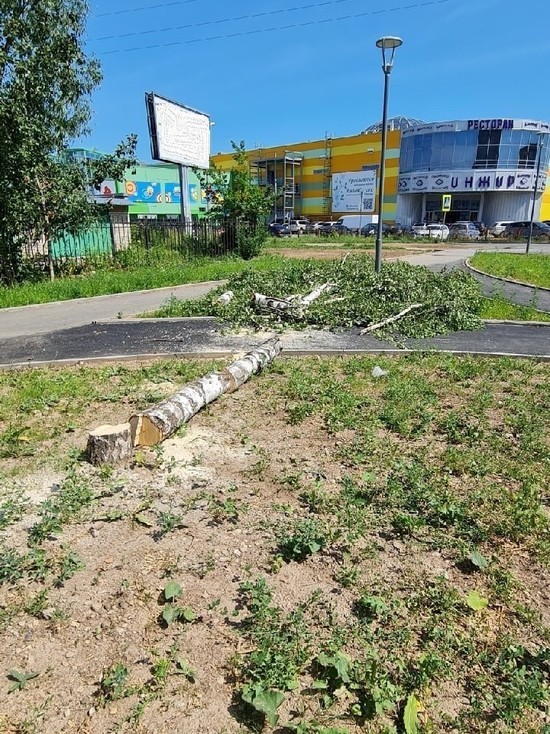 Неизвестный спилил молодое дерево возле ТК «Акваполис» в Пскове