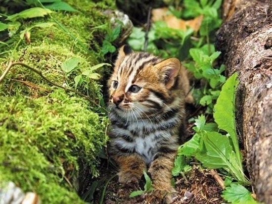 В Приморье спасли детеныша лесного кота