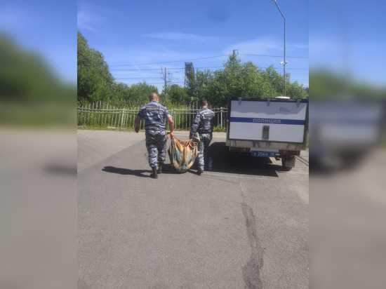 Задержан водитель, сбивший собаку на стоянке в Пушкине