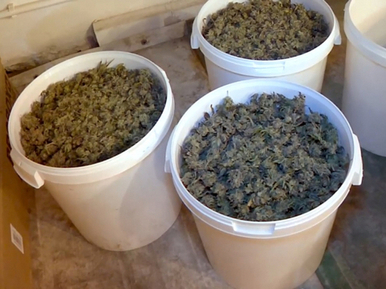 Полиция изъяла 35 килограмм готовых к употреблению наркотических веществ, а также десятки растущих кустов и засушенных частей растений