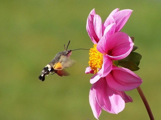 Необычная бабочка напомнила северянам из Кандалакши колибри