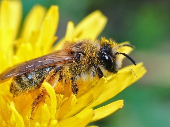 Не пересчитывать пчел в ульях и не продавать мед: народные приметы на 2 июля