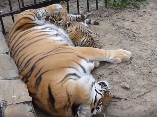 В зоопарке в Омской области месяц исполнился новорождённым тигрятам (ВИДЕО)