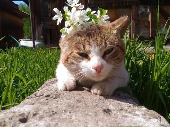 В Хабаровском крае 8 июля некоторые семьи наградят памятными медалями