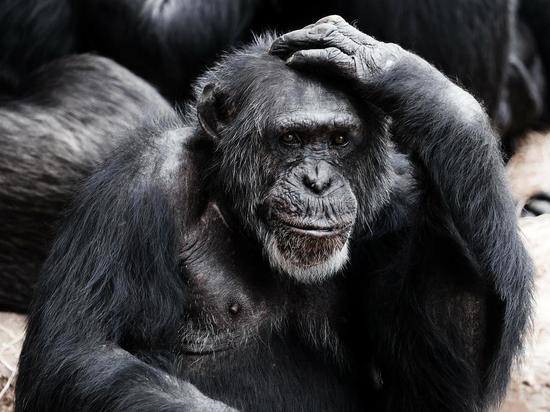  В комитете Госдумы по охране здоровья ситуацию с оспой обезьян назвали надуманной