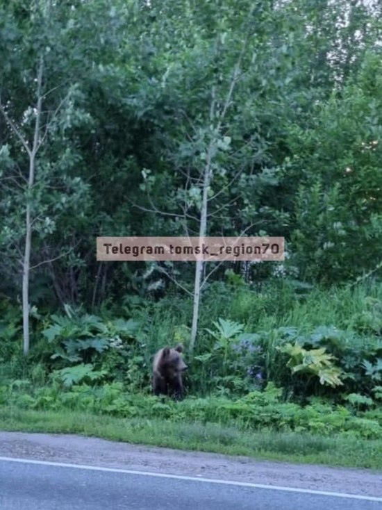 Томские дачники вновь сообщили о появлении медведя в садовом товариществе "Ветеран"