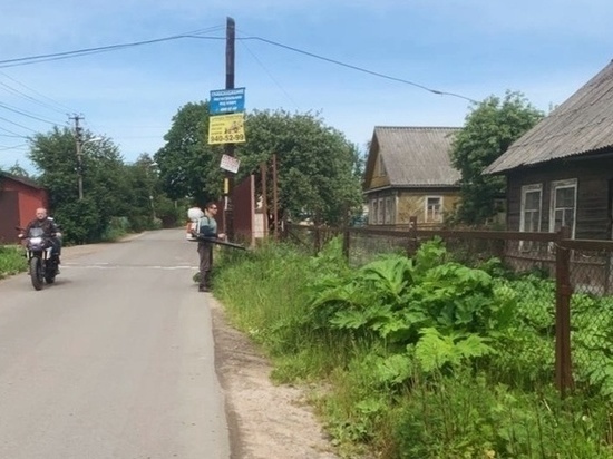 В Заневском городском поселении закончили первый этап борьбы с борщевиками