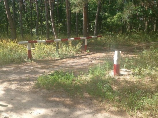 В Курской области с начала года предотвратили три пожара в лесах