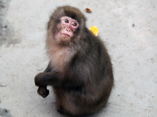 Эпидемиолог назвал примерный срок появления оспы обезьян в России