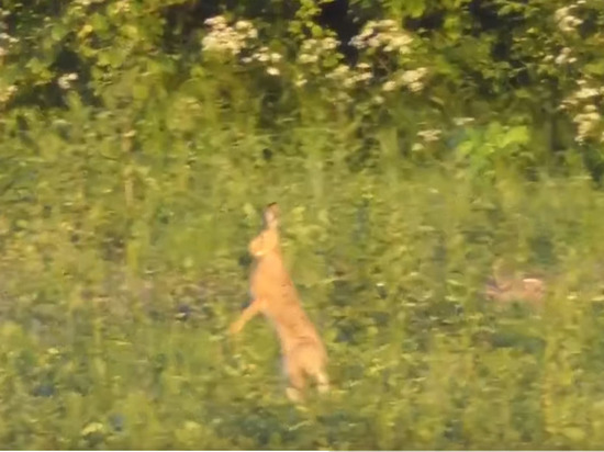 Случайную встречу зайца и лисы засняли в лесах Ленобласти