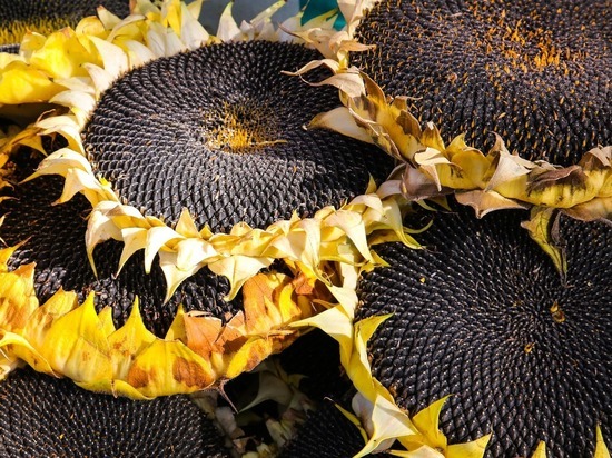 В ДНР отменен запрет вывоза семян подсолнечника