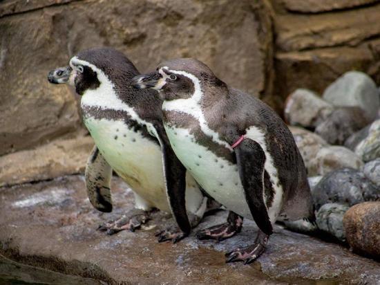 В зоопарке Новосибирска вылупились два пингвиненка