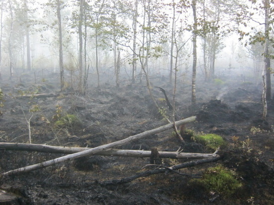 Шесть лесных пожаров произошли в Ивановской области с начала лета