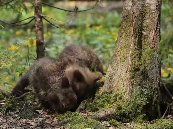 Опубликовано новое видео с медвежатами из Тверской области