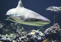 Министерство окружающей среды Египта сообщило, что вторая туристка погибла в Хургаде в результате нападения акулы