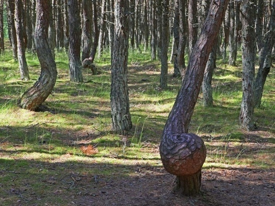 Как появился «Танцующий лес» в Калининградской области и какую тайну он хранит