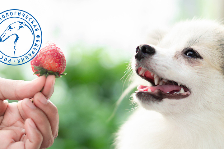 Киви собакам можно. Собака и фрукты. Собака в ягодах. Псу ягода. Фрукты и ягоды для собак.
