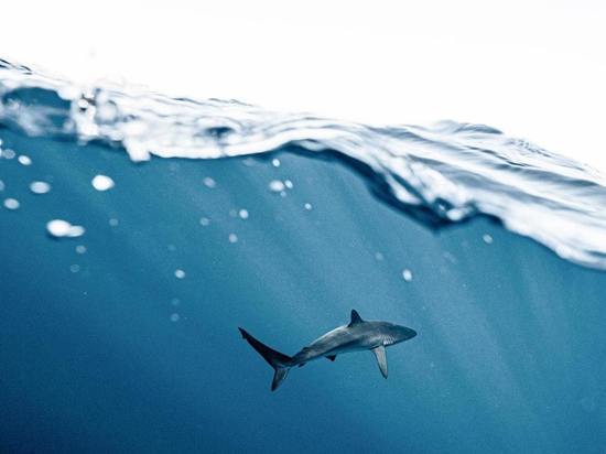 Названа причина агрессии акул в Египте