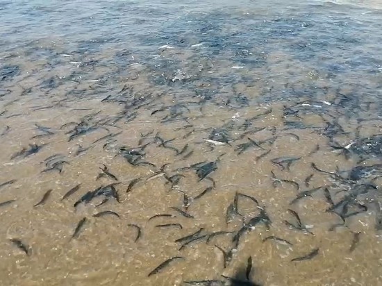 Мойва массово выбрасывается на берег в северной части Сахалина