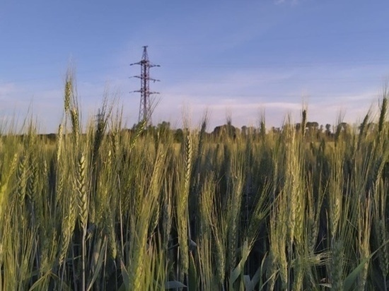 В Ростовской области прогнозируется сильная жара и усиление ветра