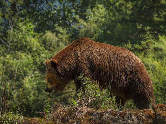 Охотоведы пока не нашли следов медведя в Коларово под Томском