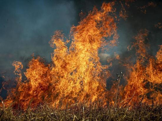 Сразу два лесных пожара потушили в Новгородской области за выходные