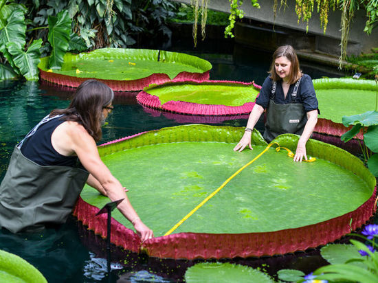 Ботаники открыли новый вид гигантских водяных лилий