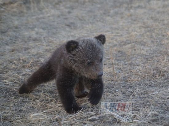Полиция в Железногорске Красноярского края ведет розыск медведя бродившего по дороге