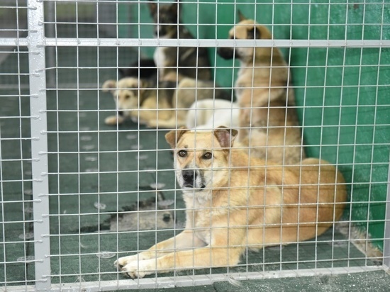 В Хакасии открылся первый пожизненный приют для агрессивных собак