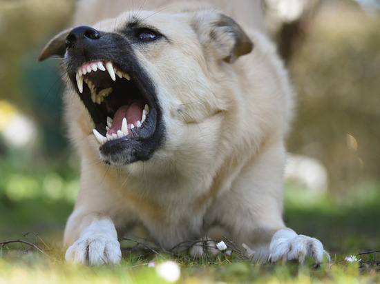 Кинолог объяснил, может ли маленькая собака спровоцировать у большой агрессию
