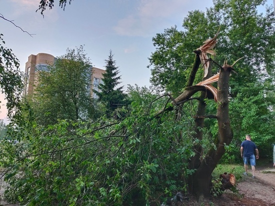 Последствия непогоды, которая обрушилась на Тверь: поваленные деревья и ветки на проводах