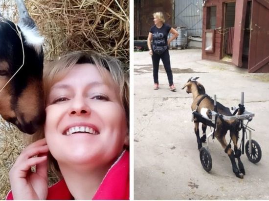 Жительница Новосибирска спасла козла с врожденными недугами и ищет ему помощников