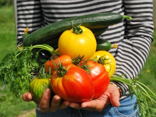 В ДНР начнут субсидирование овощеводов