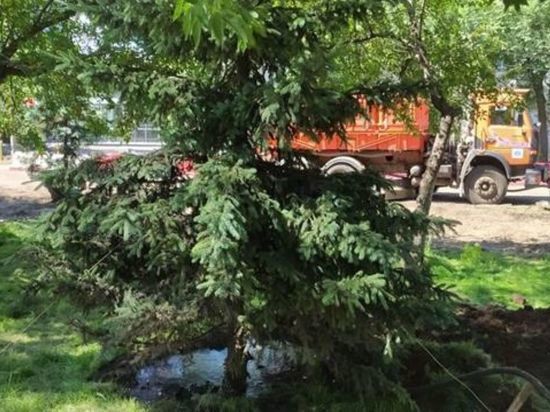 В Красноярске на улице Маерчака деревья «переехали» ближе к корпусу СФУ
