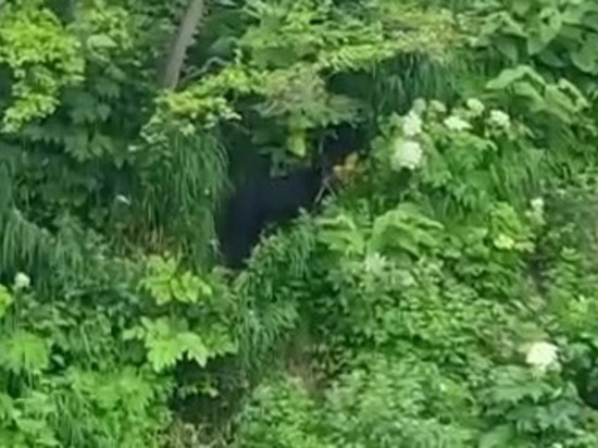 Медведь вышел к реке Жуковке на Сахалине