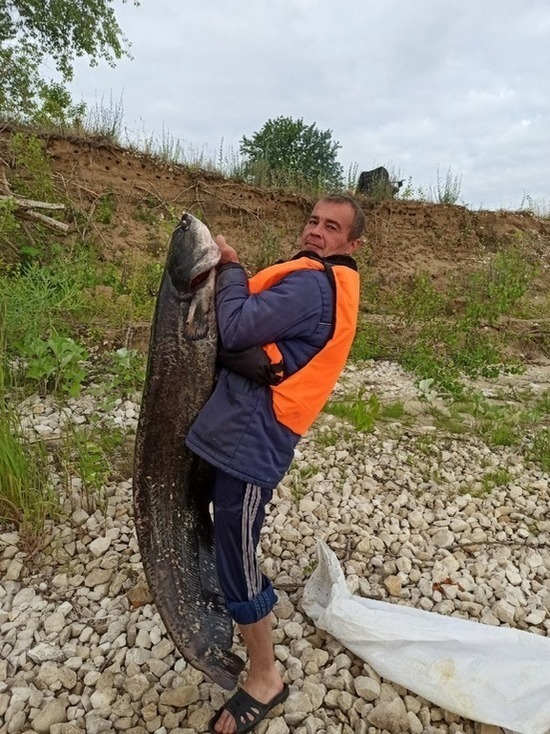 В Чувашии рыбак поймал 20-килограммового сома на червя