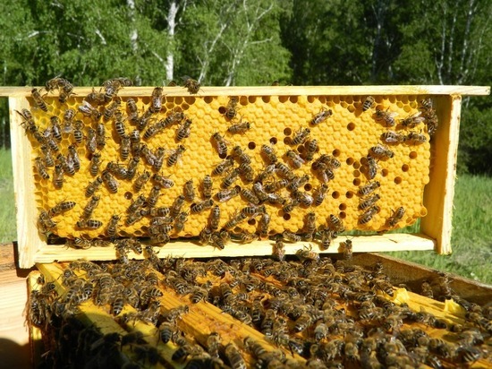 Массовую гибель пчел проверят в районах Новосибирской области