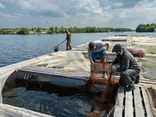 Выращенная в Пуровском районе форель появится на прилавках к осени