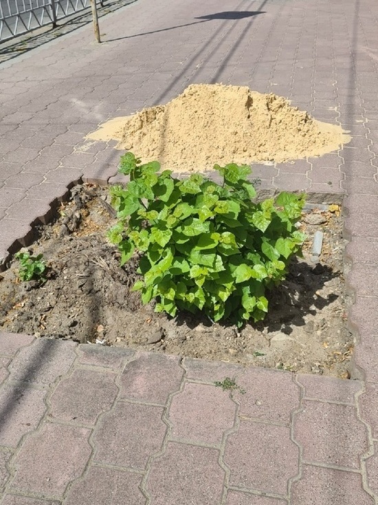В Орле регулярно вырубают здоровые деревья