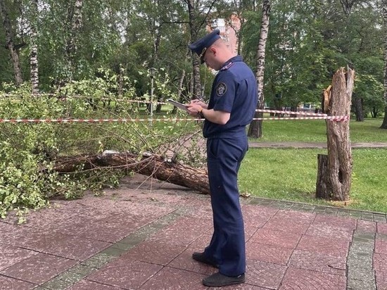 В Новосибирске возбудили уголовное дело после падения дерева на юного велосипедиста в Нарымском сквере