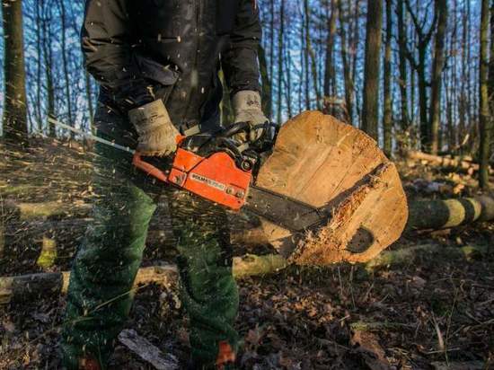 Пятеро жителей Ивановской области, вырубившие лес на 23 млн рублей, выслушают вердикт суда
