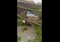 На улице Мервинской в Рязани дерево упало на машину