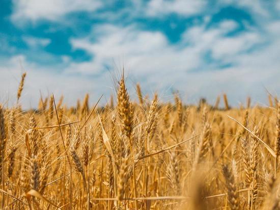 Что такое «зерновые интервенции»
