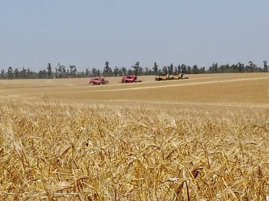 Ставропольский губернатор: случаи возгорания хлебных нив уже есть