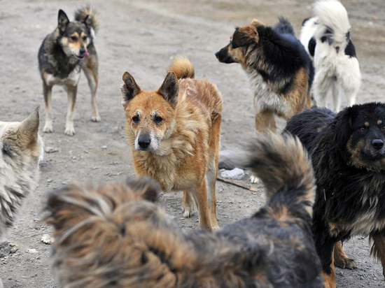 В Астрахани бродячие псы вновь напали на ребенка