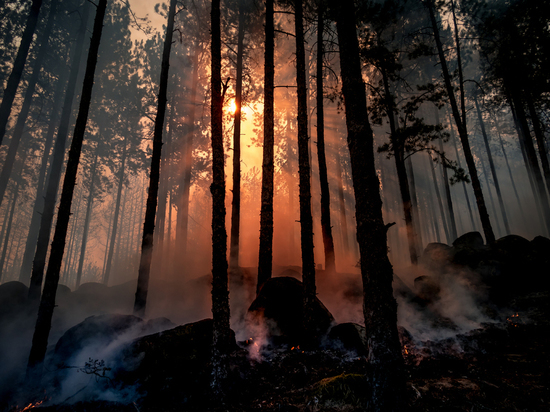 Крупный лесной пожар снова зафиксирован на севере Сахалина