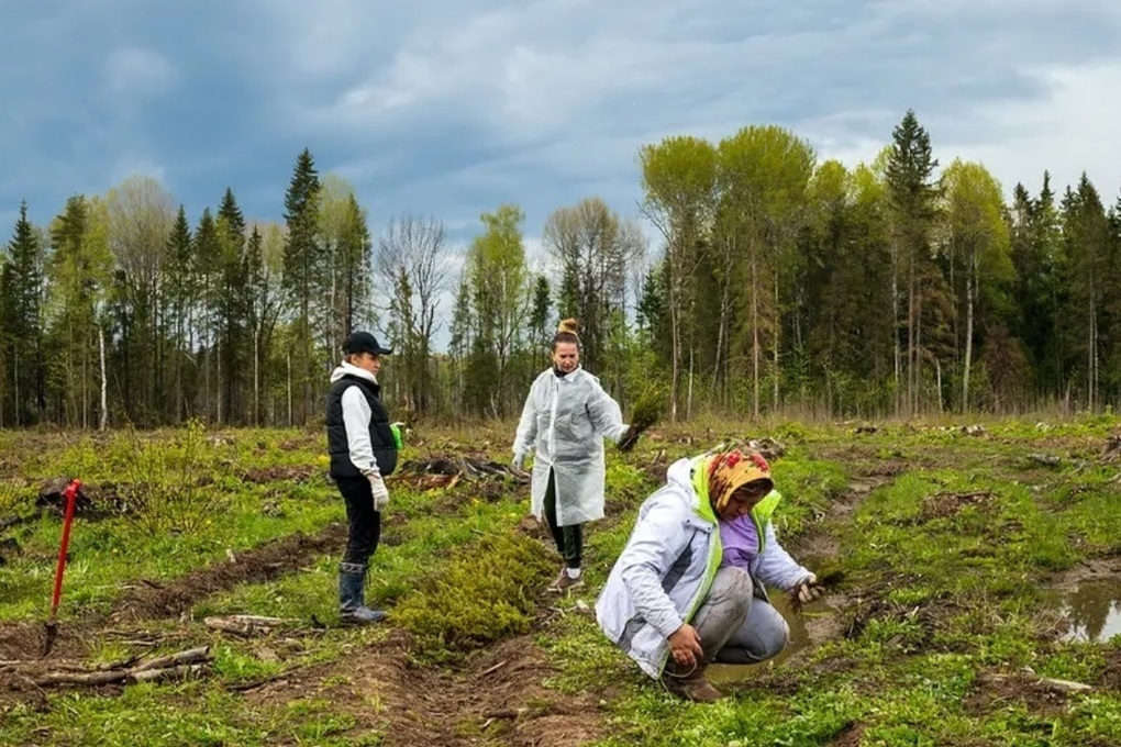 Костромские эко-волонтеры высадили в области 18 тысяч саженцев ели