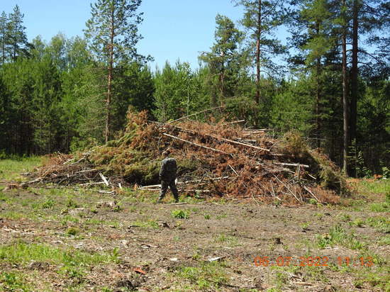  В Пензенской области наказали нарушителей лесного законодательства